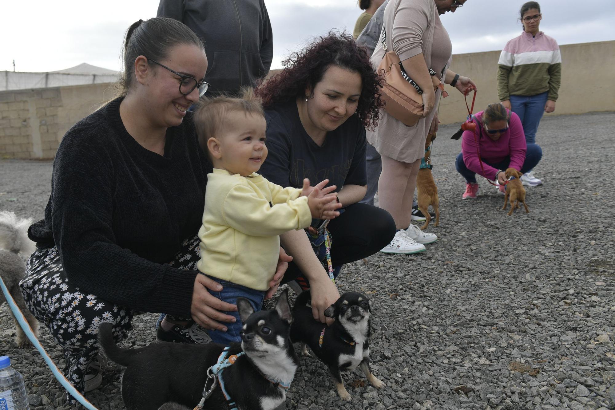 Gáldar tendrá en El Sobradillo un albergue para perros, gatos, ovejas y hasta caballos