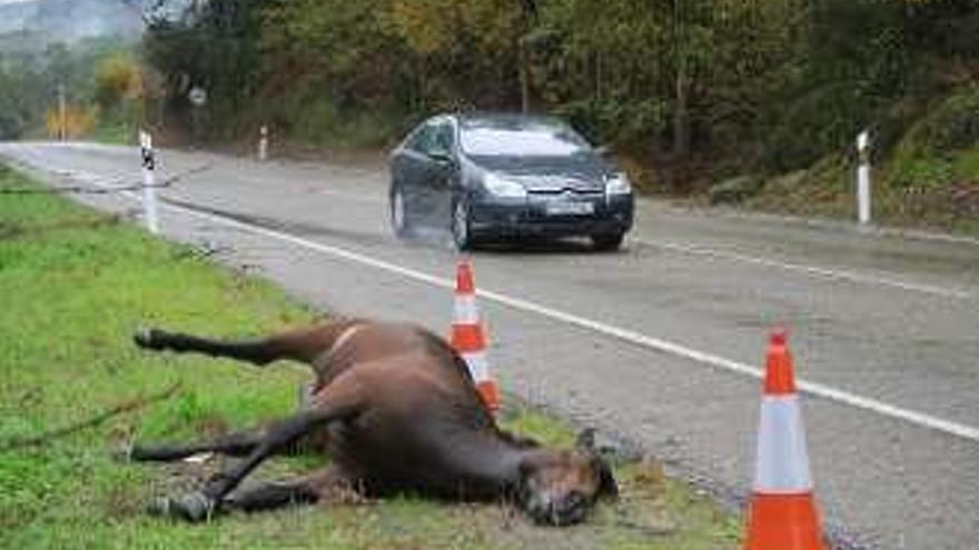 Caballo muerto. // A.L.A