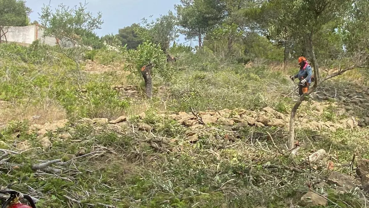 Dénia inicia els treballs d’obertura de franges en les Rotes i el Montgó per a la prevenció d’incendis forestals