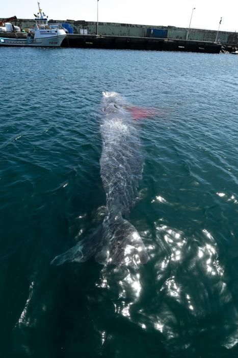 TELDE  13-03-19   TELDE. Localizan a una ballena cachalote hembra de nueve metros muerta flotando en la costa de Telde, la cual fue trasladada hasta el muelle de Taliarte a la espera de sus traslado al vertedero de Juana Grande donde le practicaran la necropsia. FOTOS: JUAN CASTRO