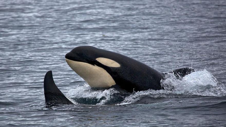 La ballena asesina en aguas de Canarias