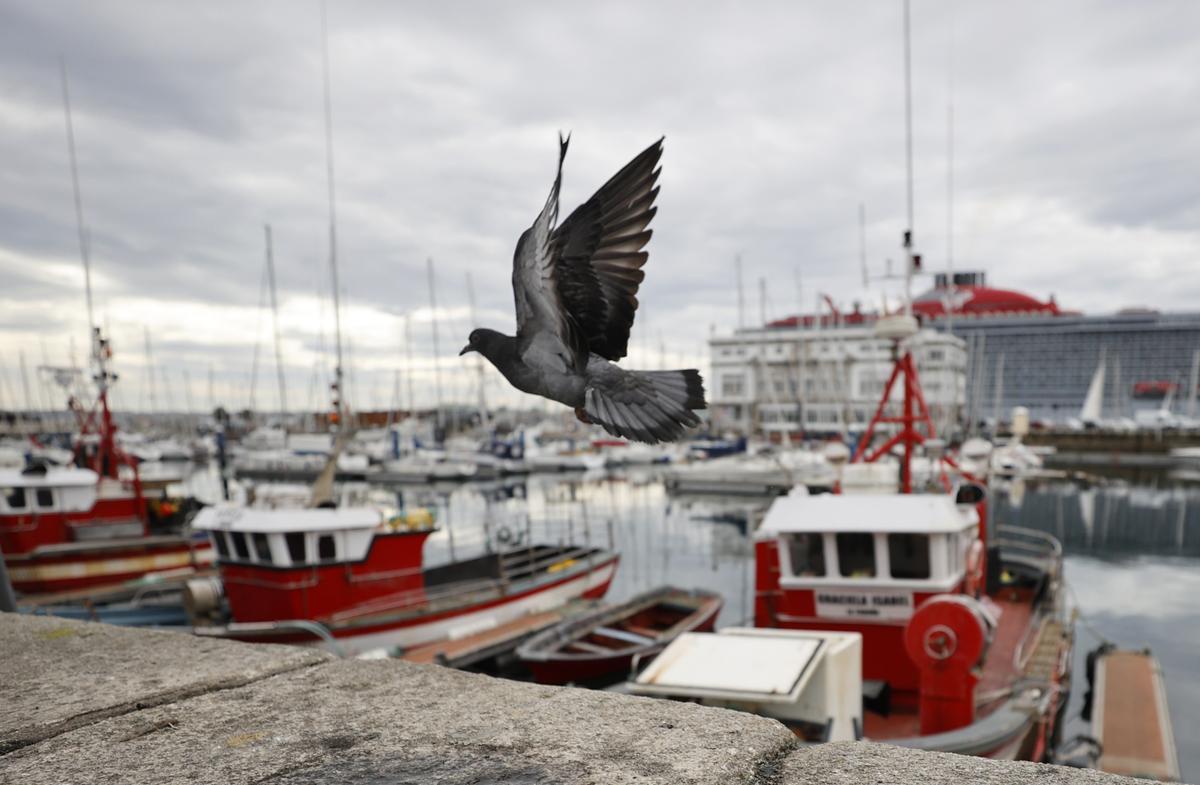 Varios barcos de pesca atracados en el puerto de A Coruña.