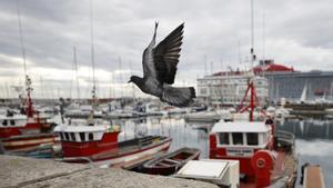 Varios barcos de pesca atracados en el puerto de A Coruña.