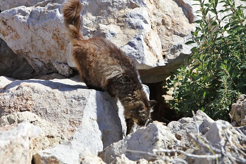 Die Katzen an Palmas Stadtstrand fristen ein trauriges Dasein.