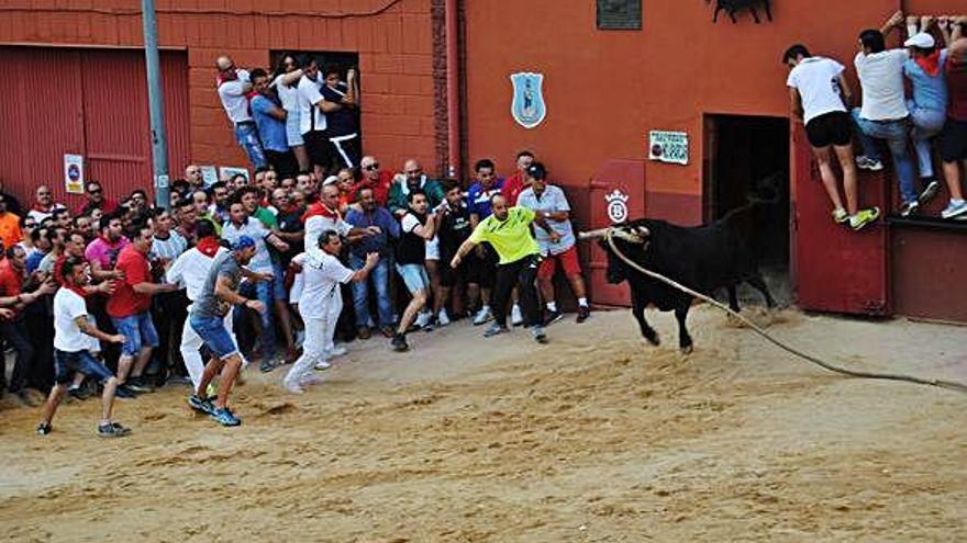 Salida del toril del torito del alba &quot;Conciliador&quot;.