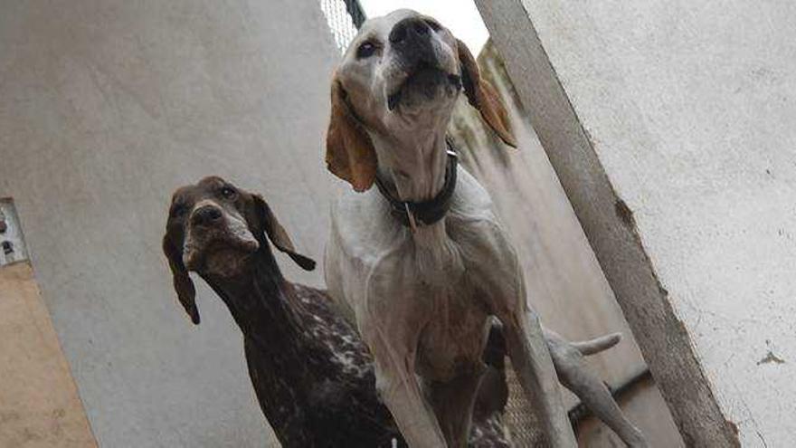 Denuncian ante el Seprona el abandono y la desnutrición de dos viejos perros de caza