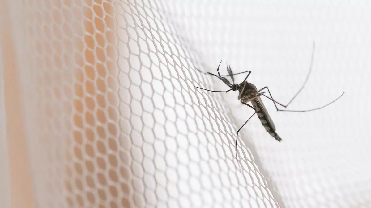 El invento de Ikea para acabar con los mosquitos: las cortinas de red