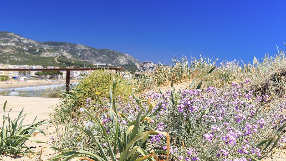 Bella estampa de la flora del itinerario azul de Alcossebre.