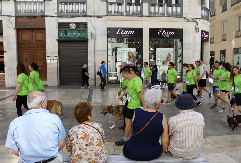 La carrera, con salida y llegada en la plaza de la Marina, ha recorrido la calle Larios, Alcazabilla y calle Granada ante la sorpresa e interés de vecinos y turistas.