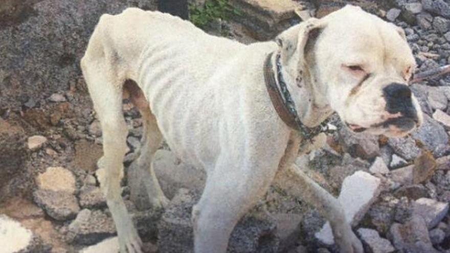 Uno de los perros rescatados por la Guardia Civil.