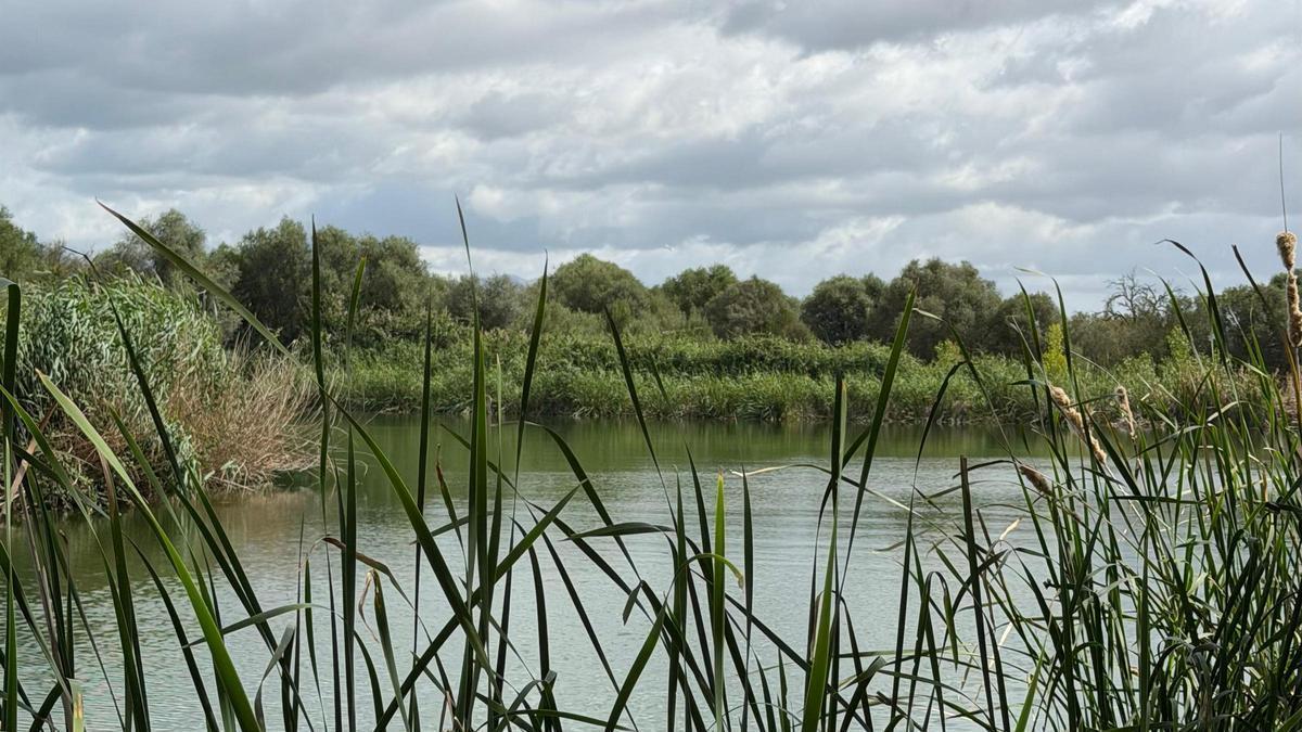 Una imagen de las lagunas de Can Figuera, en Binissalem.