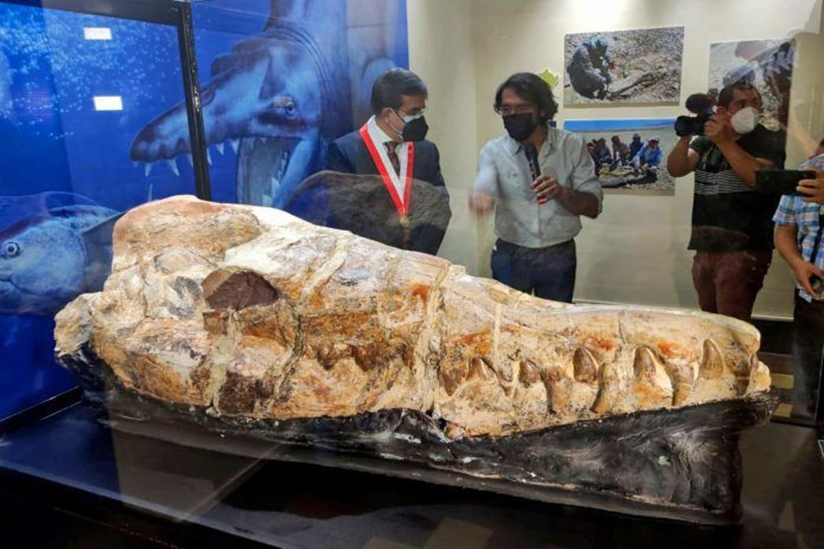 La ballena tiene 36 millones de años