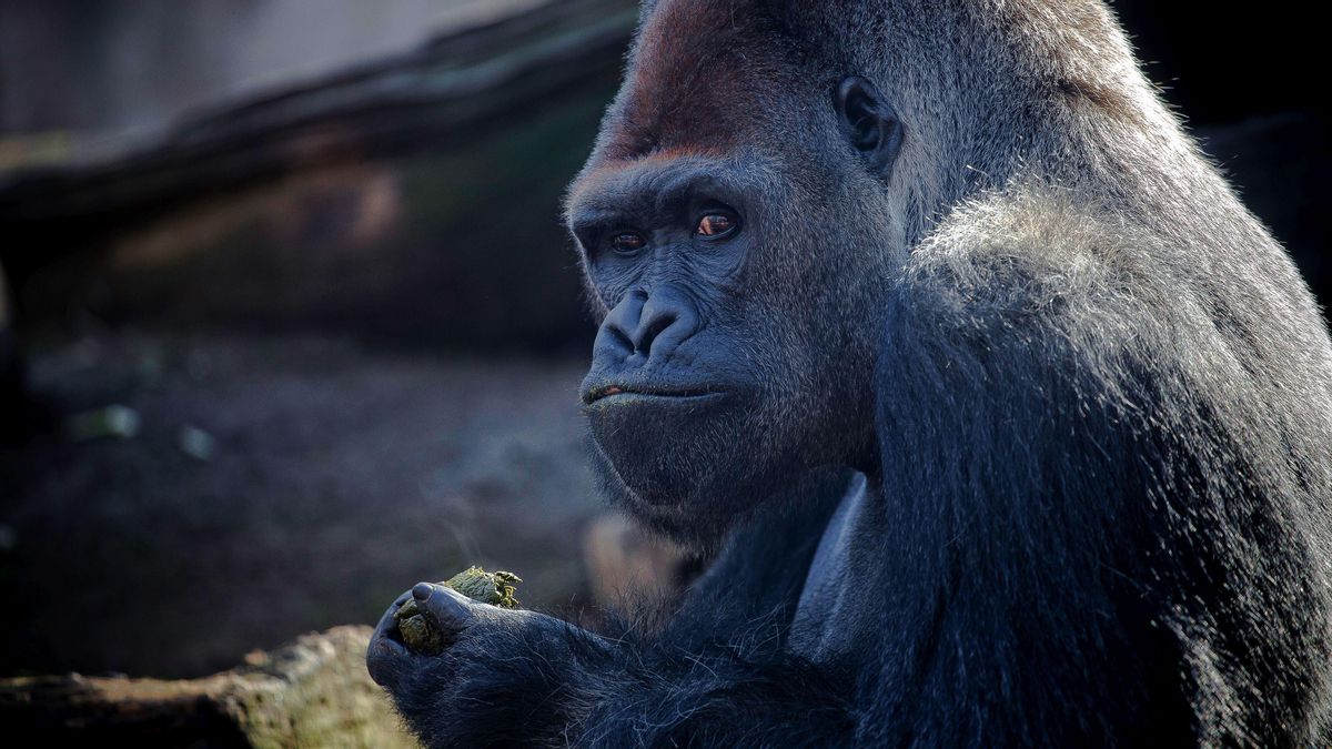 «Vaig anar al Zoo de Barcelona i el cambrer es va negar a servir-me perquè no deixen donar menjar als animals»