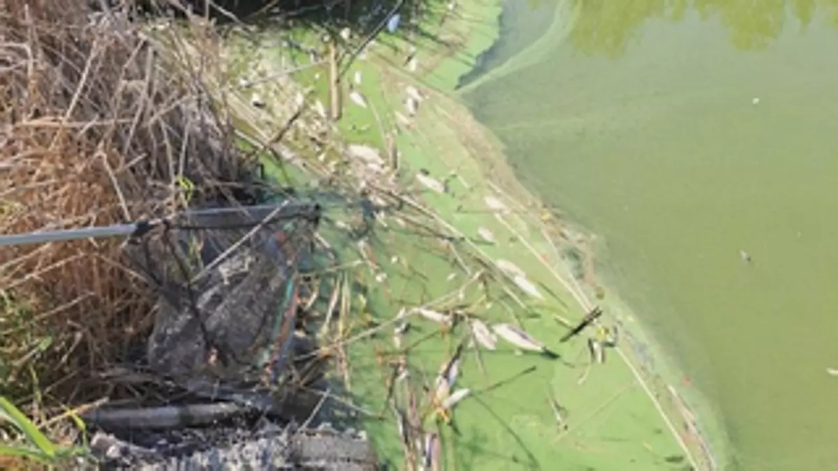 Peces muertos en la Olla del Rei de Castelldefels: un “proceso natural” por la falta de aportaciones de agua
