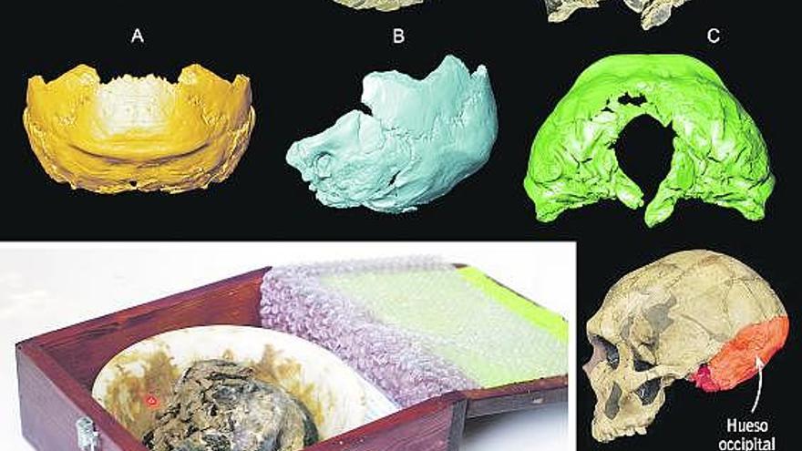 Arriba, el occipital visto desde distintos ángulos, y debajo, reconstrucciones virtuales. En la caja, el fósil el día que fue presentado en la cueva.