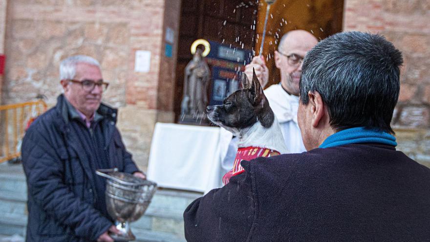 Torrevieja celebra este miércoles la bendición de animales de San Antón