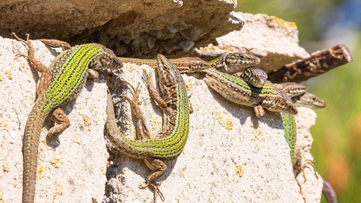 Un grupo de lagartijas en el Parque Natural de ses Salines. | S. CANDELA