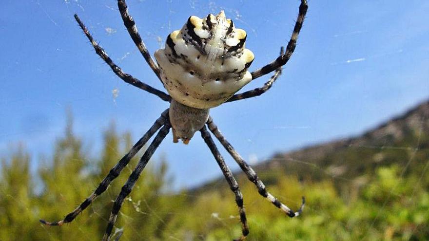 Es Vedrà, paraíso para los insectos