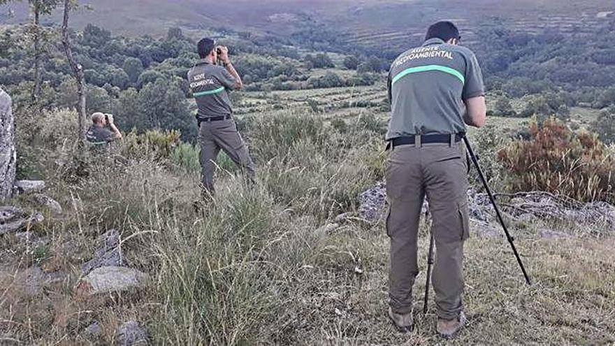 Tres agentes medioambientales en labores de seguimiento de la fauna y de inspección en el medio natural.