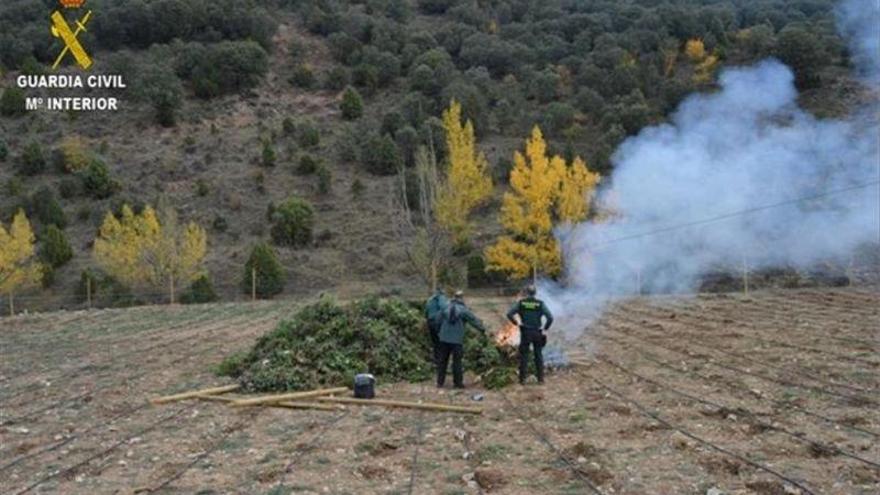 Desmantelada una plantación con 8.000 plantas de marihuana