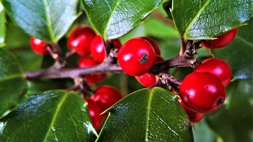 Así es la PRECIOSA y BUSCADA planta que querrás tener en tu mesa de Navidad