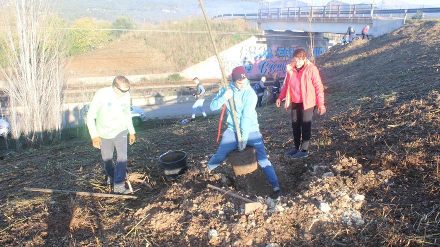 Binissalem: Voluntarios siembran un bosque junto a un puente del tren