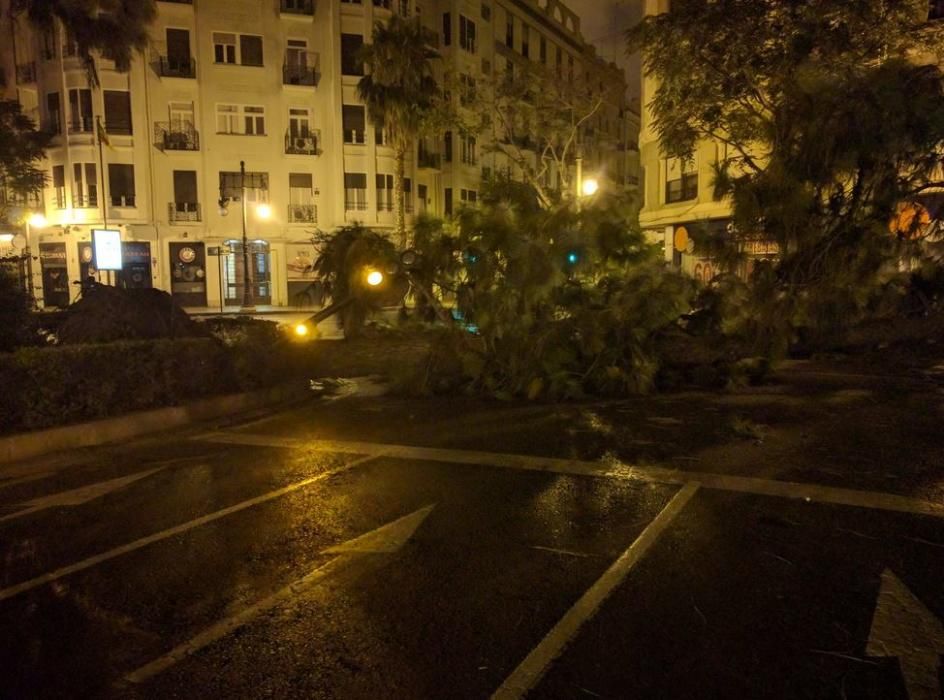 Caída del arbol en la Gran Vía de Valencia