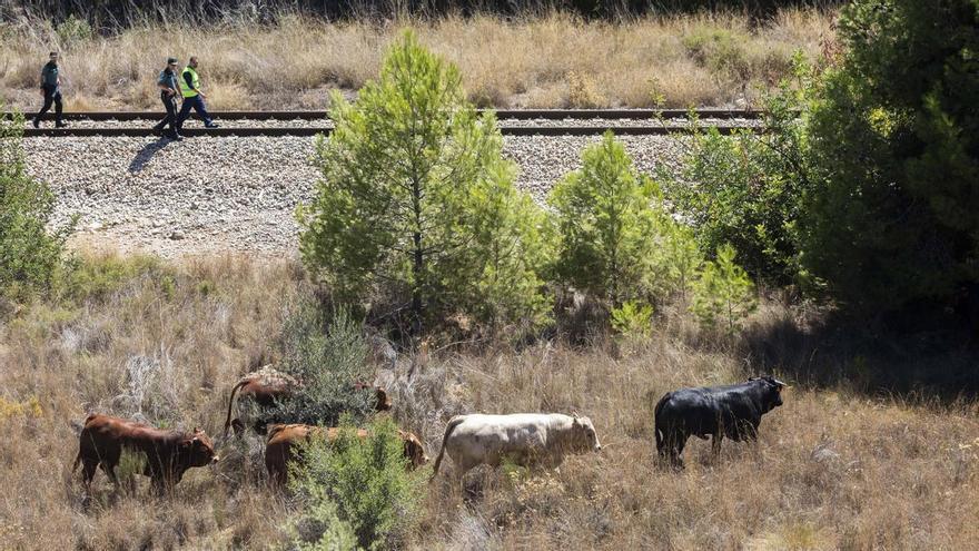 Abaten a tiros a las dos reses &#039;fugadas&#039; en el accidente de Buñol al intentar escaparse hacia la A3