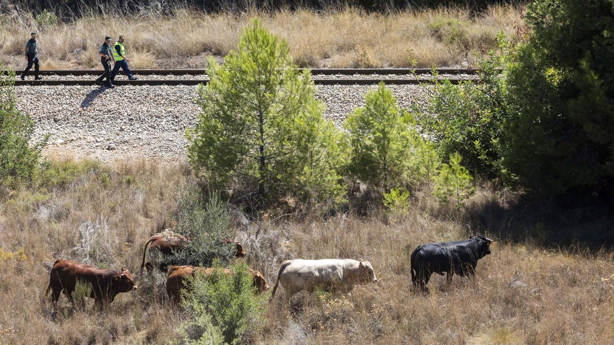 Reses fugadas del camión accidentado ayer en Buñol junto a las vías del tren