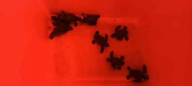 Nacen las primeras tortugas de la playa Can Pere Antoni de Palma