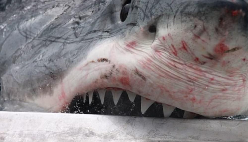 El tiburón blanco, más cerca que nunca