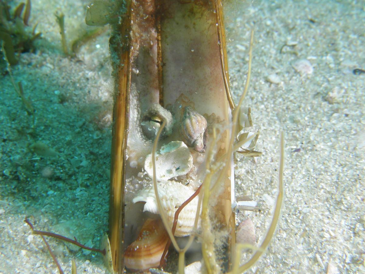 Conchas de almeja o navajas, los escondites favoritos de los pulpos juveniles de Cíes