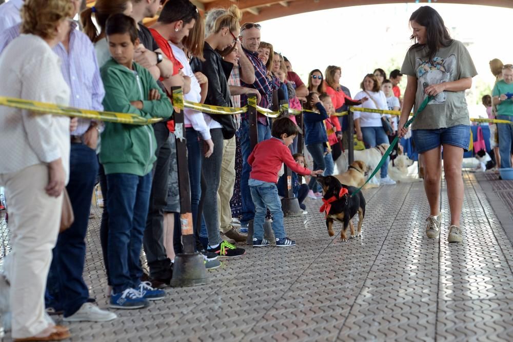 Feria de adopción de mascotas en La Felguera