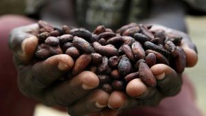 Semillas de cacao.