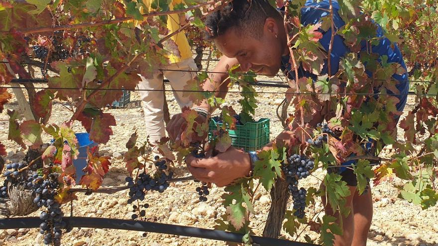 Warum es die Weinbauern auf Mallorca immer schwerer haben, Erntehelfer für die Weinlese zu finden