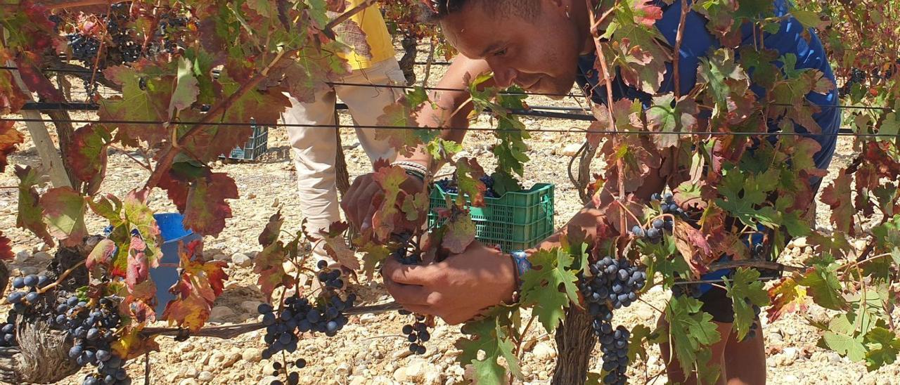 Für Joan Jaume ist es schon die vierte Weinlese bei der Bodega Can Majoral in Algaida.  | FOTO: MIREIA OLIVER