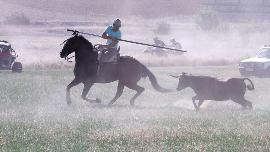 El astado persiguiendo al caballo.