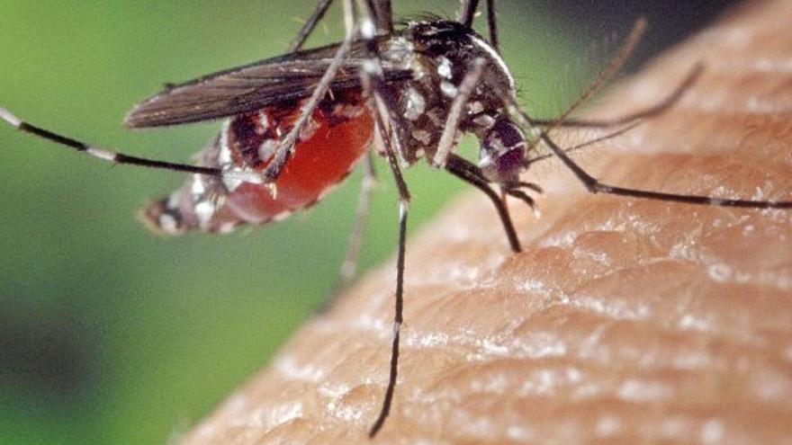 Creen una nova tecnologia per identificar els mosquits tigre