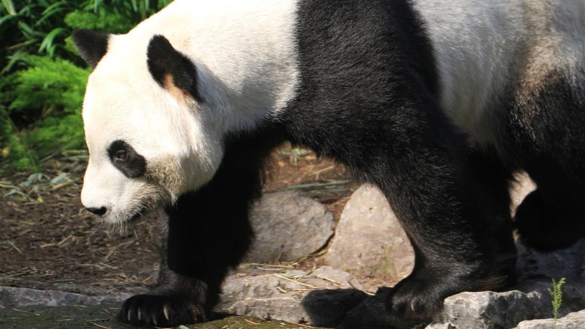 La panda Er Shun, en el zoo de Calgary, el 13 de mayo del 2020