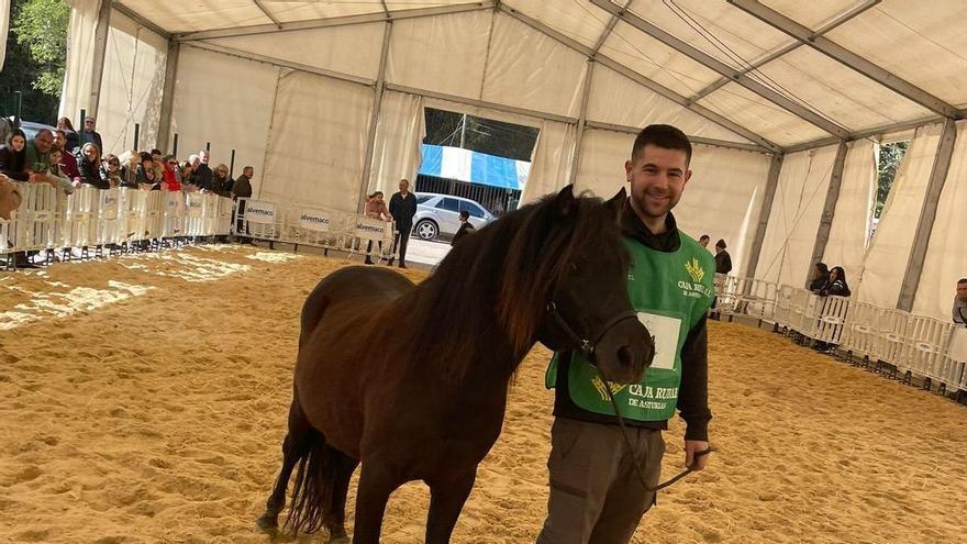 &quot;Nobles y guapos&quot;: así son &quot;Trichuru&quot; y &quot;Blima IV&quot;, los asturcones campeones en la Feria del Caballo