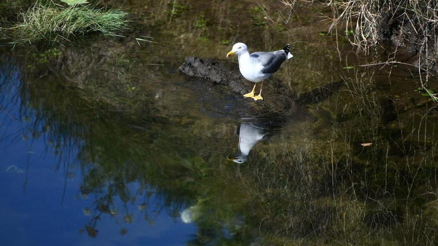 Aparecen peces muertos flotando en el río Lérez