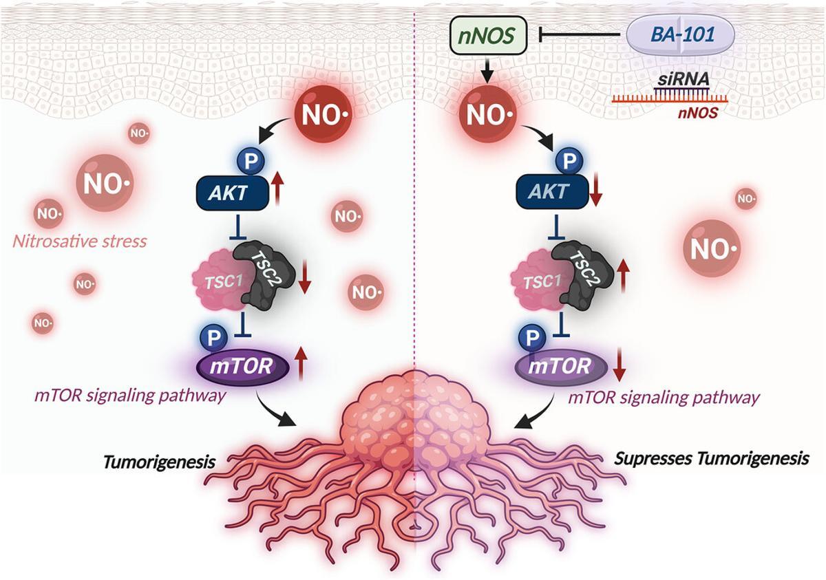 Una imagen de la investigación publicada.