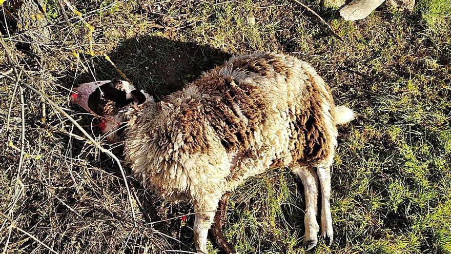 Oveja muerta en la finca cercana a Viñuela. | Cedida