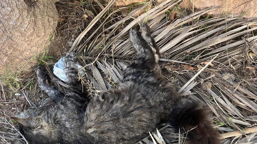 Mueren cinco gatos comunitarios con signos de envenenamiento en Ibiza: denuncian el caso en los juzgados