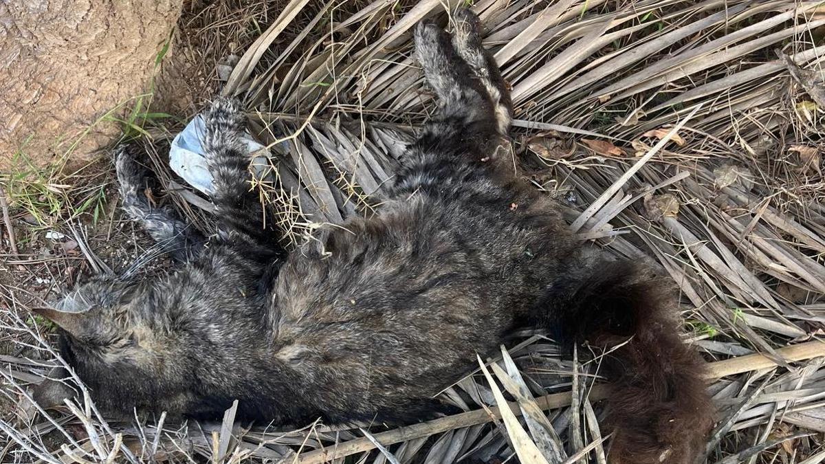 Uno de los cinco gatitos que encontraron muertos en Coralmar.