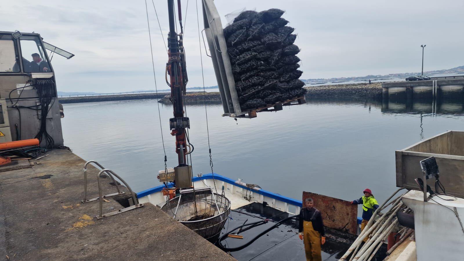 Descargas de mejillón para el mercado de fresco (depuradoras) en el puerto de Vilanova de Arousa.