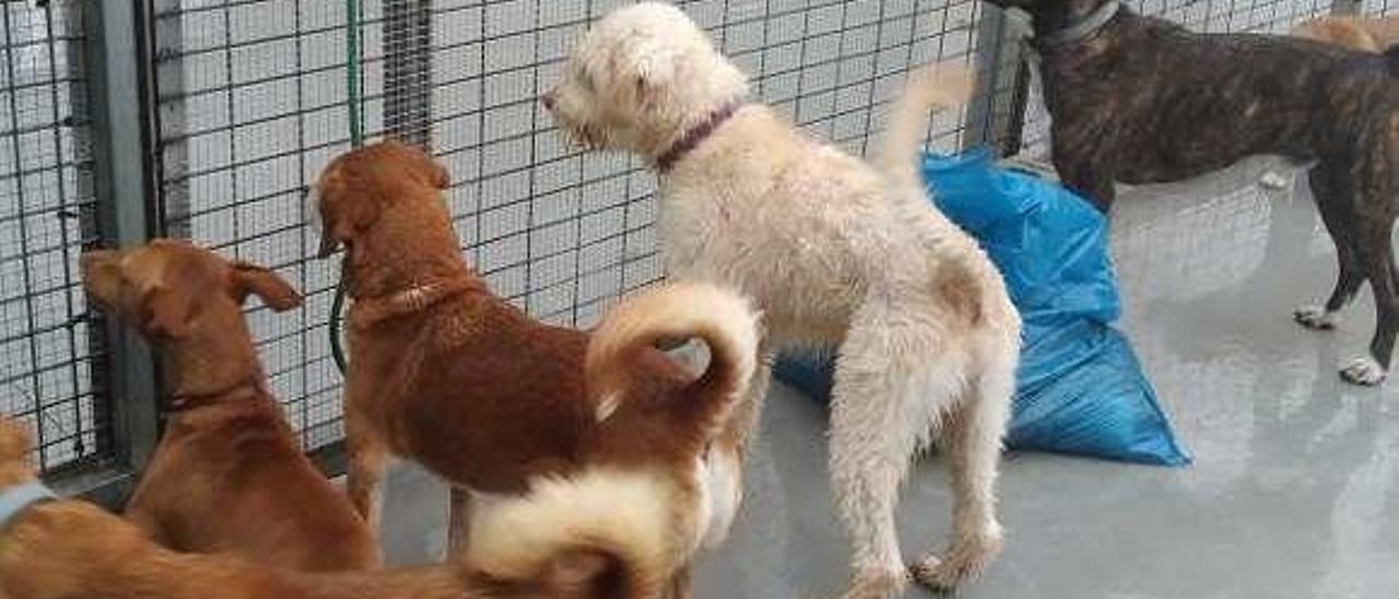 Perros en las instalaciones reformadas de la Canceira. // Faro