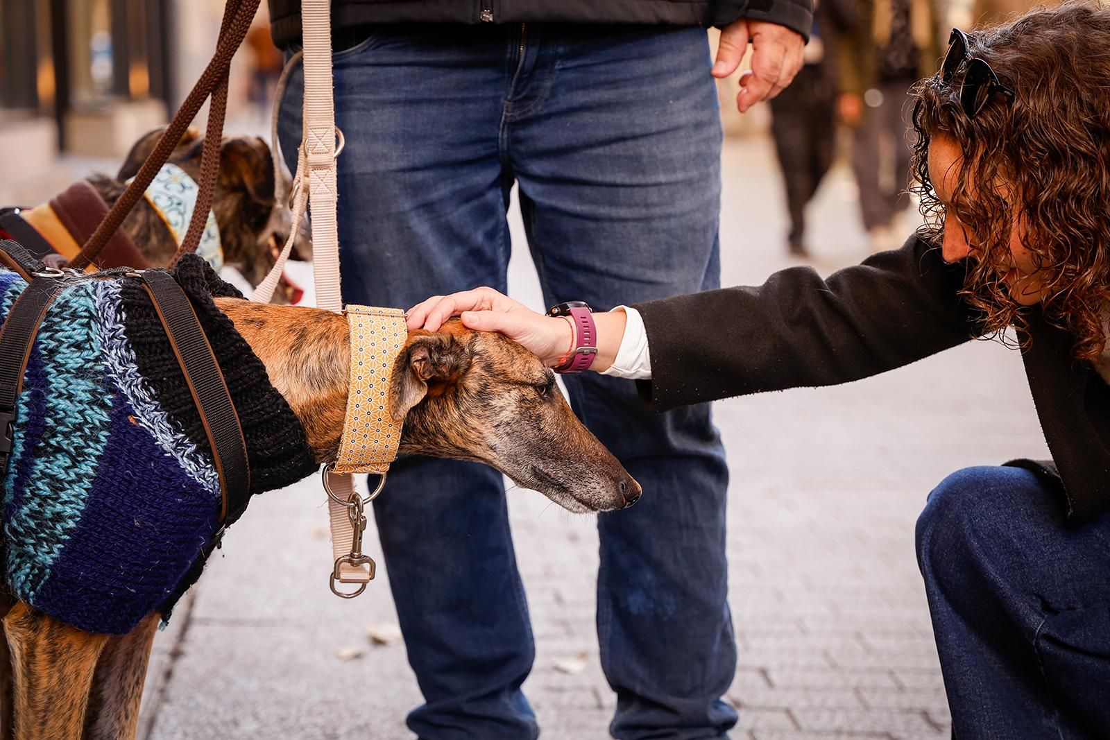 Un paseo con perros para fomentar la adopción