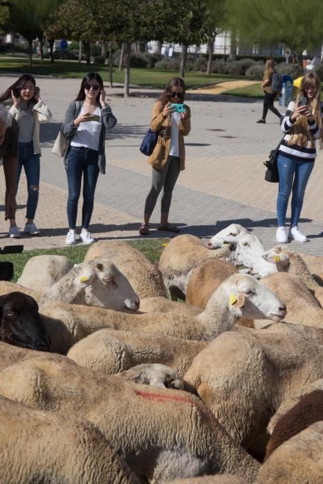 Ovejas por la Universidad