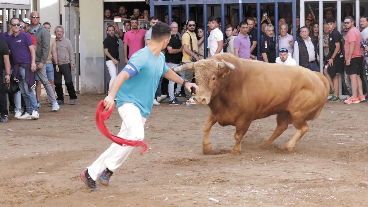 Imagen de una de las exhibiciones de 'bous al carrer' celebrada en las pasadas fiestas de Almassora.